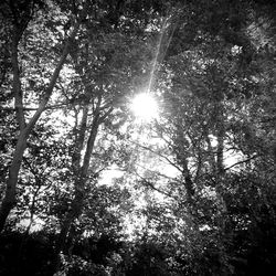 Sun shining through trees