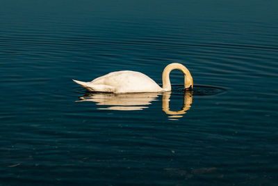 Swan swimming in lake