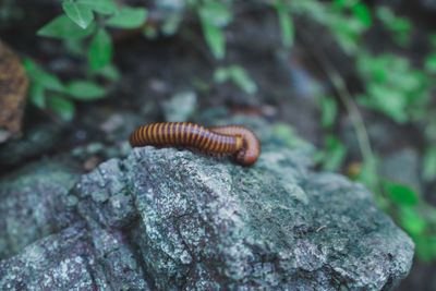 Close-up of insect on rock
