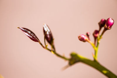Close-up of plant