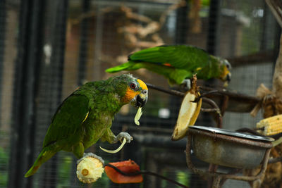 Close-up of parrot perching on leaf