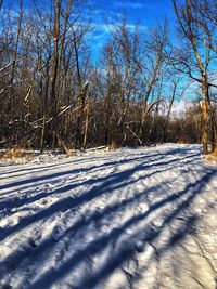 Bare trees on snow covered landscape