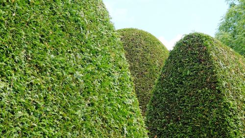 Low angle view of tree against sky
