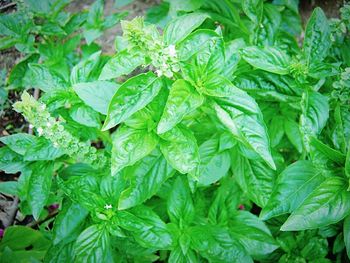 Full frame shot of green leaves