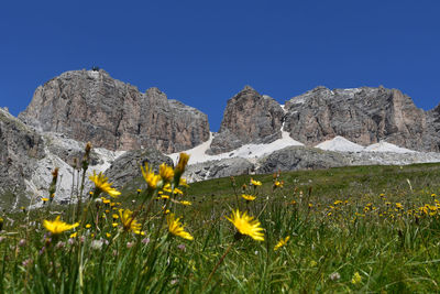 Yellow flowering plants on field against clear blue sky