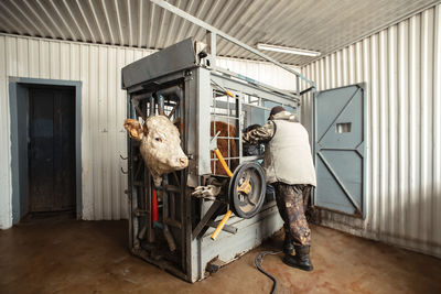 Farmer operating complex machinery within chute, engineering, animal science livestock health