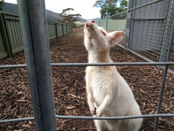 View of cat looking through fence at zoo