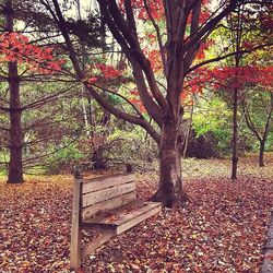 Trees in park