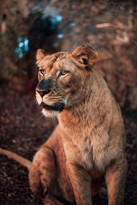 Full length of a cat looking away