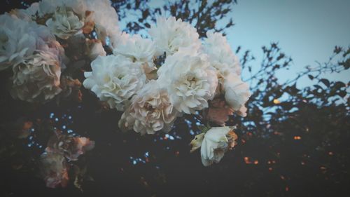 Close-up of white flower