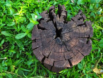 Close-up of tree stump in forest