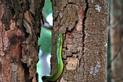 Close-up of tree trunk