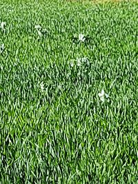 Full frame shot of leaf in lawn