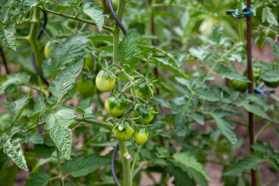 Close-up of berries growing on plant