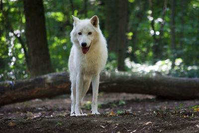 Portrait of arctic wolf standing in forest