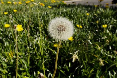 Close-up of dandelion flowers