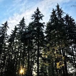 Low angle view of trees against sky