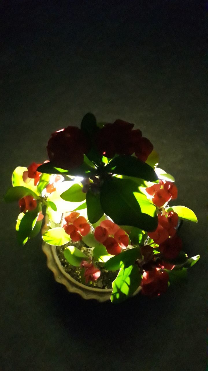 HIGH ANGLE VIEW OF BERRIES ON PLANT