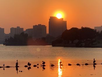 Flock of birds in water at sunset