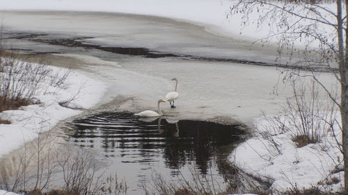 View of birds in lake during winter