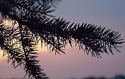 Low angle view of palm leaves at sunset