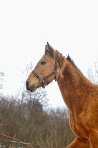Side view of a horse against clear sky