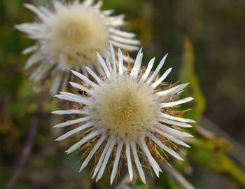 Close-up of white dandelion flower