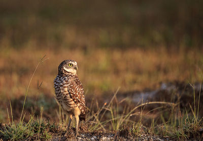 Adult burrowing owl athene cunicularia perched outside its burrow on marco island, florida