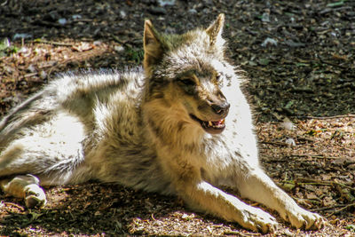 Portrait of lion relaxing on field