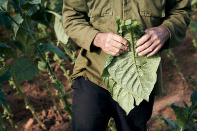 Midsection of person holding leaves