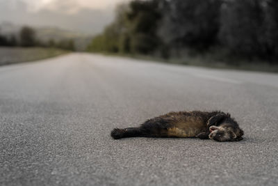 Close-up of cat on road