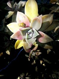 Close-up of yellow flowers