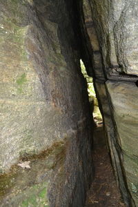 Close-up of tree trunk