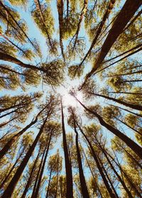 Low angle view of trees in forest