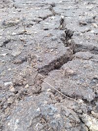 Full frame shot of a cat on rock