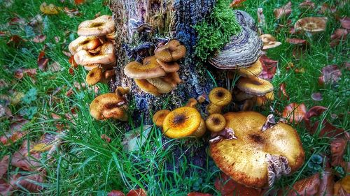 Close-up of mushrooms growing on field