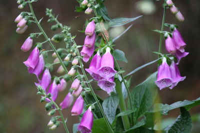 Close-up of pink flowers
