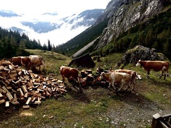 Cows on landscape against sky