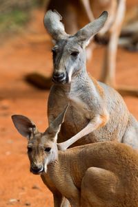 Kangaroos on field