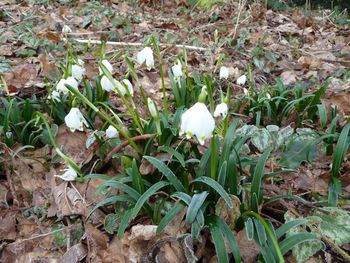 Close-up of white flowers blooming on field