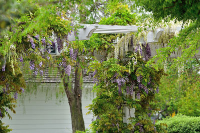 Flowering plants and trees by building