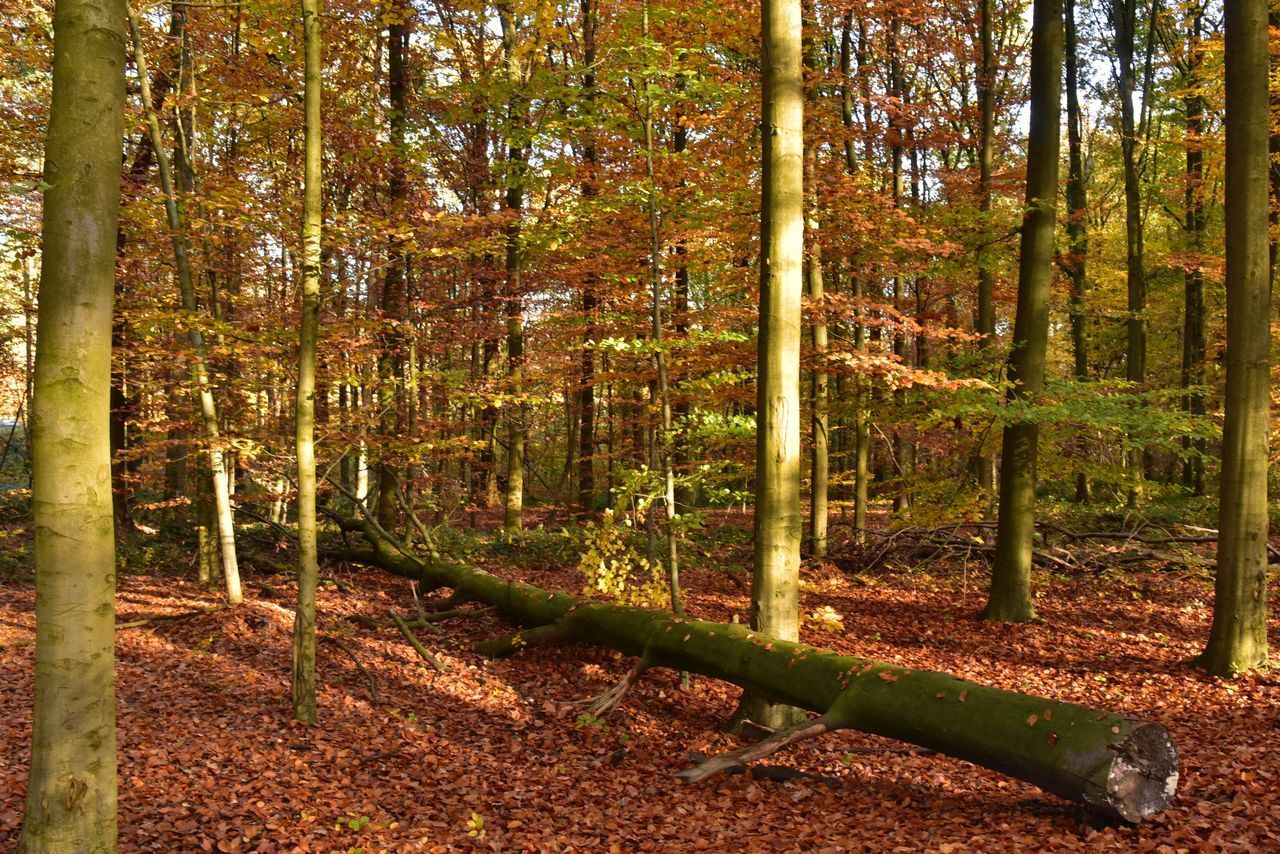 TREES AND PLANTS IN FOREST