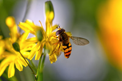 Close-up of bee pollinating on yellow flower