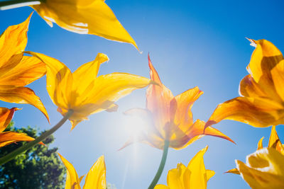 Low angle view of yellow flowering plants against sky