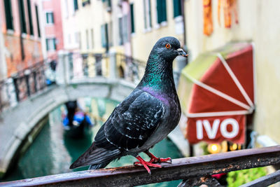 Close-up of bird perching on railing