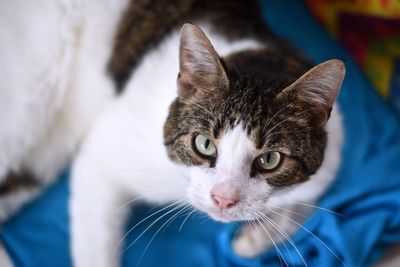 Close-up portrait of cat on bed