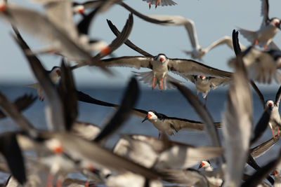 bird
