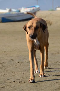 Portrait of dog standing on sand