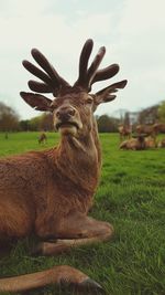 Close-up of giraffe on field against sky