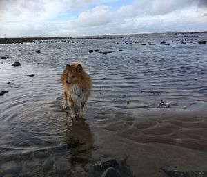 Dog on beach against sky